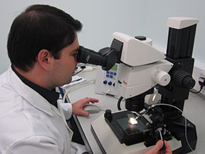 Aedes aegypti embryos injections